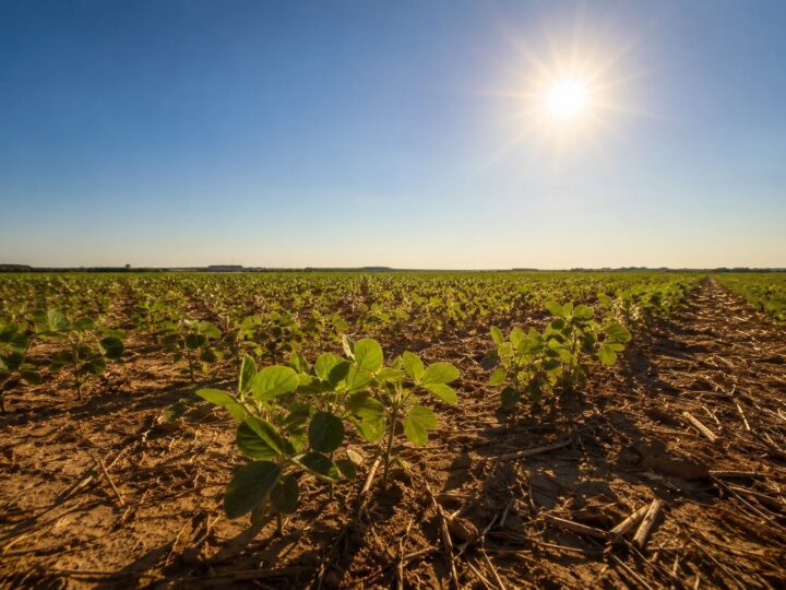 El Niño pode prejudicar plantio da soja 2026/27, alerta meteorologista