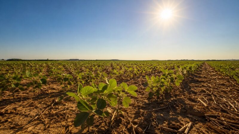 El Niño pode prejudicar plantio da soja 2026/27, alerta meteorologista