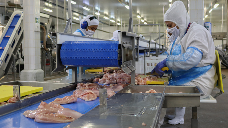 Exportações de carne de frango superam US$ 1 bilhão em maio e batem recorde