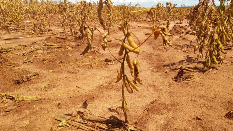 Estudo analisa seguro rural em 7 países e traz dicas de modelos ao Brasil