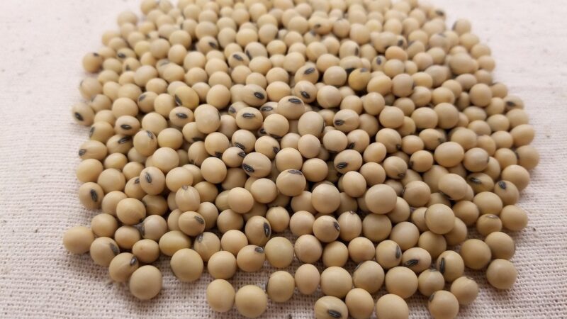 USDA e Conab confirmam supersafra de soja; oferta recorde pode limitar reação dos preços? Saiba o que esperar do mercado