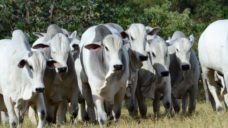 Genética bovina: MS recebe semana do programa Embrapa Geneplus